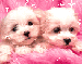 192bcad5b2_26838290_o2.gif